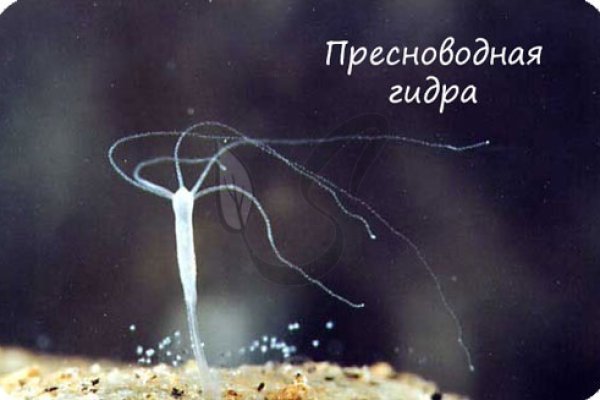 Кракен вход